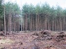 Nevybuchlá stokilová letecká puma nalezená v hradeckých lesích.