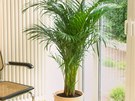 Areková palma (Chrysalidocarpus lutescens) také dokáe pohlcovat formaldehyd.