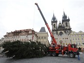 Vánoční strom se ze Staroměstského náměstí stěhuje do zoo.