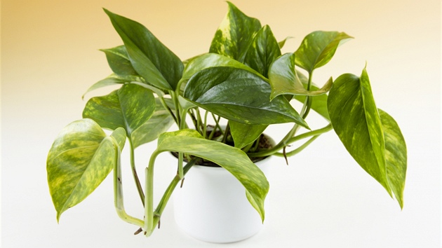 Scindapsus neboli potos je běžnou pokojovou rostlinou, ale málokdo ví, že ve vzduchu likviduje oxid uhelnatý či toluen. Pozor, je to jedovatá rostlina. 