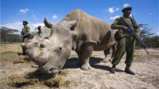 Nosoroce bílé z Dvora Králové v Africe hlídají ozbrojení stráci parku. Na...