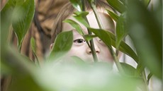 Máte-li malé dti, mohou pro n nkteré pokojové rostliny znamenat velké riziko.