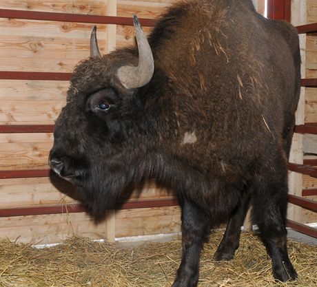 Zubr Bojen picestoval v pátek nad ránem do olomoucké zoologické zahrady. Stal