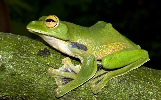 Nově objevený druh létající žáby pojmenovali vědci Helenina létavka