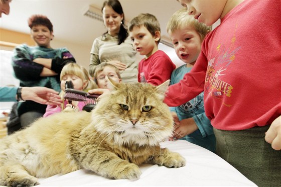 Kočky pomáhají léčit postižené děti i staré lidi upoutané na lůžko.