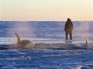 Kosatky uvázly v ledu u kanadského pobeí v Hudsonské zátoce (8. ledna 2013)