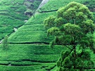 ajové plantáe u msta Kandy