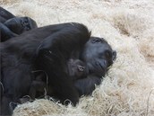 Před koncem roku se narodilo i další mládě gorily.