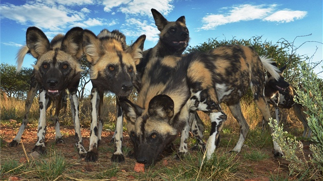 Psi hyenovit