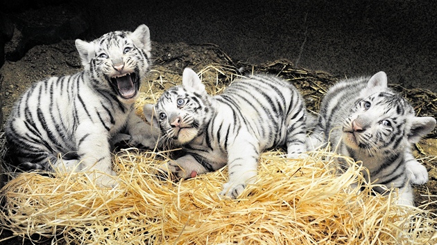 Bílá tygřata z roku 2012 po půl roce na světě.