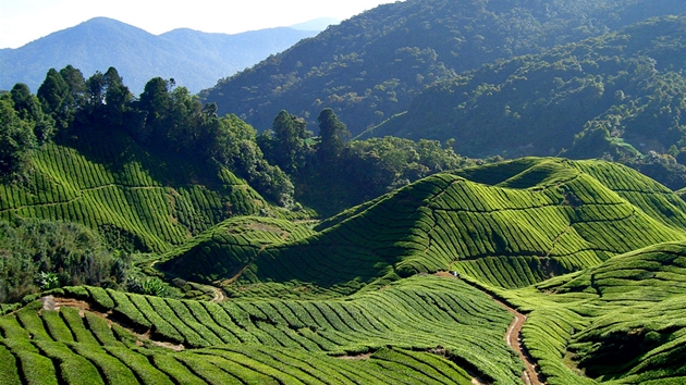 ajov plante na Cameron Highlands vcentrln Malajsii