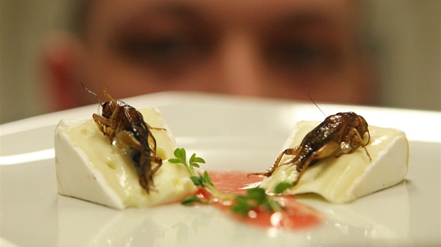 Jedna z hmyzích specialit � hermelín zdobený cvr�ky