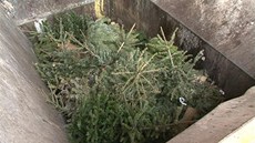 Vánoní stromky koní ve spalovn odpad v praských Maleicích.