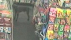 Tínohý pes v novozélandském obchod ukradl salám pro psy.