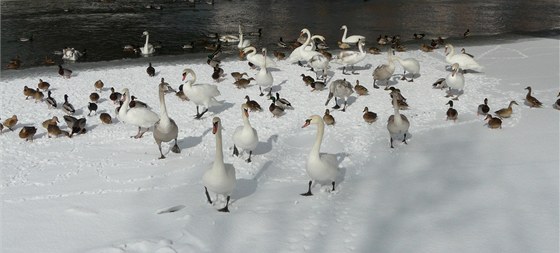 Labutě a kachny na zimovišti v Olomouci