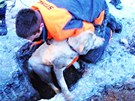 Vyprotní psa z betonové kanálové roury ve Svojanov na Olomoucku