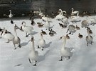 Labut a kachny na zimoviti v Olomouci