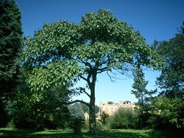 Vzrostlý strom paulovnie