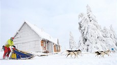 Loni v lednu měli musheři v Orlických horách dostatek sněhu. (Šediváčkův long, 23.1. 2013)