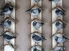 Kadý holub má v holubníku jihlavského chovatele své místo.