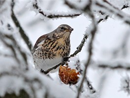 V silných lednových mrazech si ptáci hledali potravu velice těžko. Na snímku...