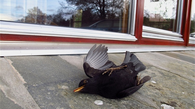 Nacházet pod okny či balkonem svého domu mrtvé ptáky je pro mnohé hodně traumatizující. Podle ornitologů ale řešení existuje. 