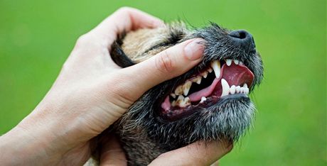 Péovat o psy z útulku ostravských stráník bude zatím mstská veterináka jen na poloviní úvazek. (Ilustraní foto)