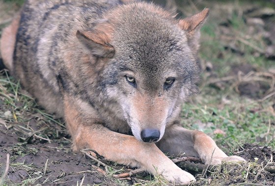 V zoo u Borovan mají tři nové vlky evropské.