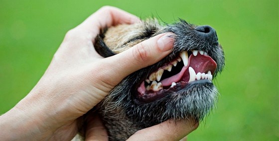 Podle msta se s pijetím veterináky k mstské policii zlepí pée o psy v útulku. (Ilustraní snímek)