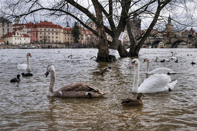 Vzedmutá Vltava se rozlila po nábeí, vodní ptactvo vystídalo turisty.