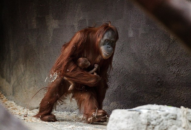 Mlád orangutana s maminkou