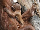 První fotografie orangutaní samice Mawar, jak se svým mládtem první den po...
