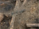 Na jedné z kostí našli archeologové zbytek náramku.