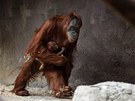 Orangutaní samice Mawar se svým v nedli narozeným mládtem 