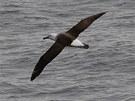 Albatros ernobrvý (Thalassarche melanophris) plachtí kolem lod.