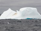 První plovoucí kry oznamují blízkost Antarktidy. Na této se usídlila kolonie...