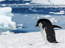 Tuák kroukový je citlivý na nedostatek ledu, který i v Antarktid mizí.