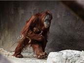 Mládě orangutana s maminkou