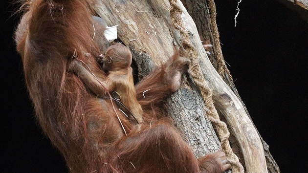 První fotografie orangutaní samice Mawar, jak se svým mládětem první den po porodu šplhá po parkosech. 