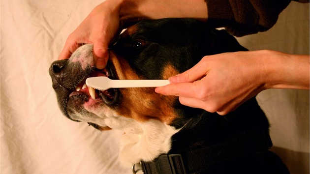 Velkému psovi se zuby čistí snadněji. 