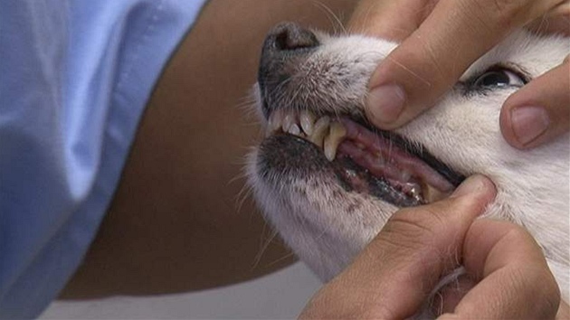 Takhle vypadá zubní kámen na psích zubech. Na problémy je zaděláno.