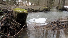 Údolní niva Rudolfovského potoka v Rudolfově u Českých Budějovic je chráněna