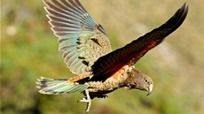 Papouek nestor kea ukradl turistovi na novozélandském Jiním ostrov 1 100 NZD...