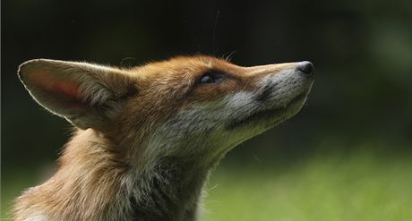 Pokud chov zdecimují liky, nedostane pokozený chovatel ádné odkodnní. Ilustraní snímek