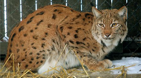 Samice rysa ostrovida Cora nyní bydlí v Zoo Ohrada v Hluboké nad Vltavou.