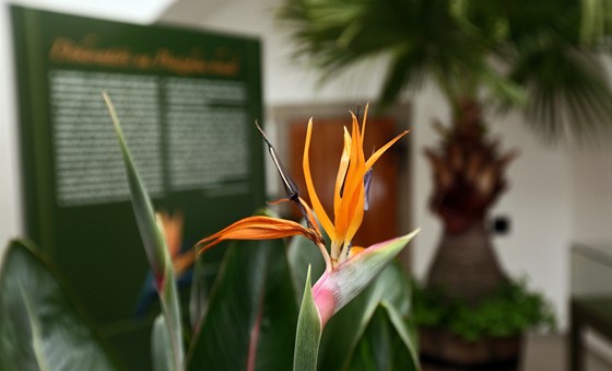 Výstava jarních květin a starých svícnů v empírovém skleníku hradní oranžérie