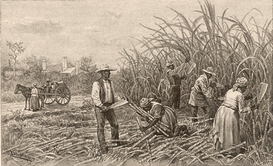Dobový obrázek znázoruje otroky pi sklizni cukrové ttiny na americkém jihu 