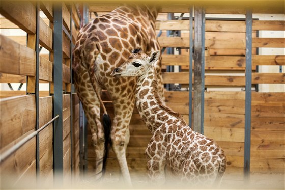 V Zoo Praha narodilo ji 75. mlád irafy. Bude se jmenovat Liana.