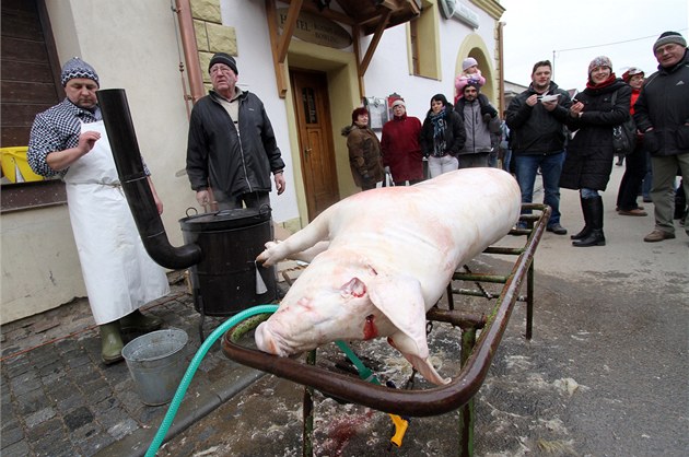 Počty prasat opět rostou, chovatelé po několika letech zaplňují kapacity