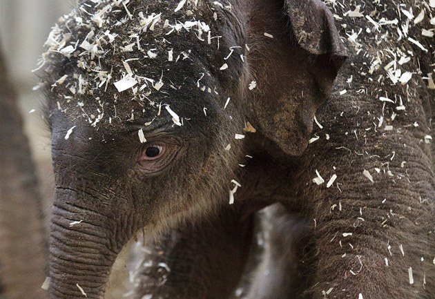 Novorozená slonice